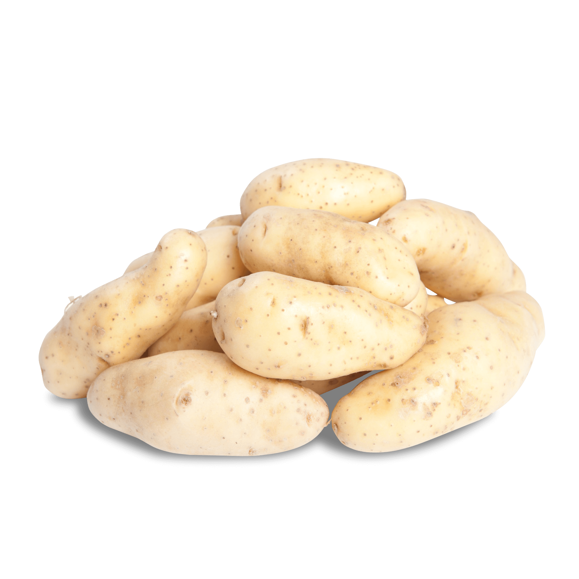 Fingerkartoffel 'La Ratte' (festkochend)