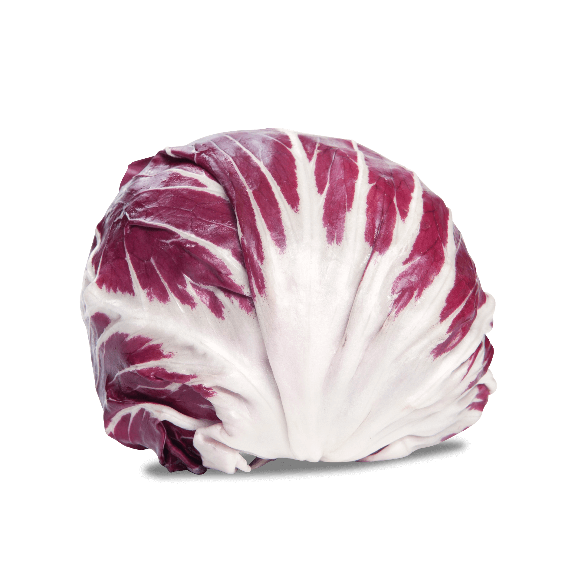 Radicchio