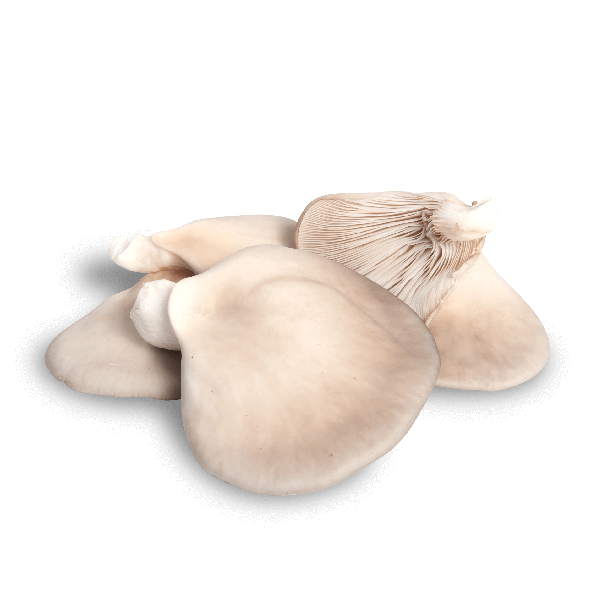 Pilze 'Austernseitling'