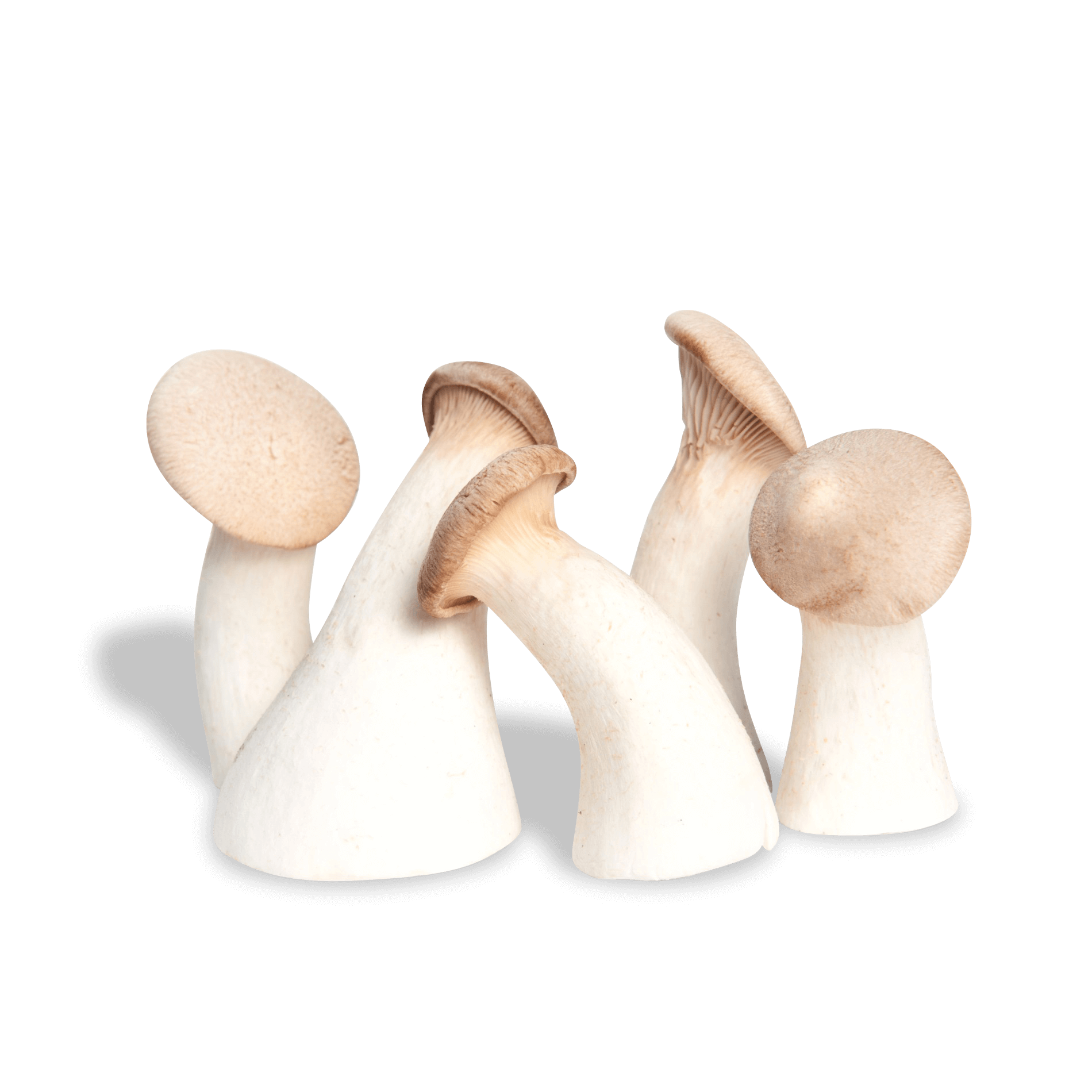 Pilze 'Kräuterseitlinge'