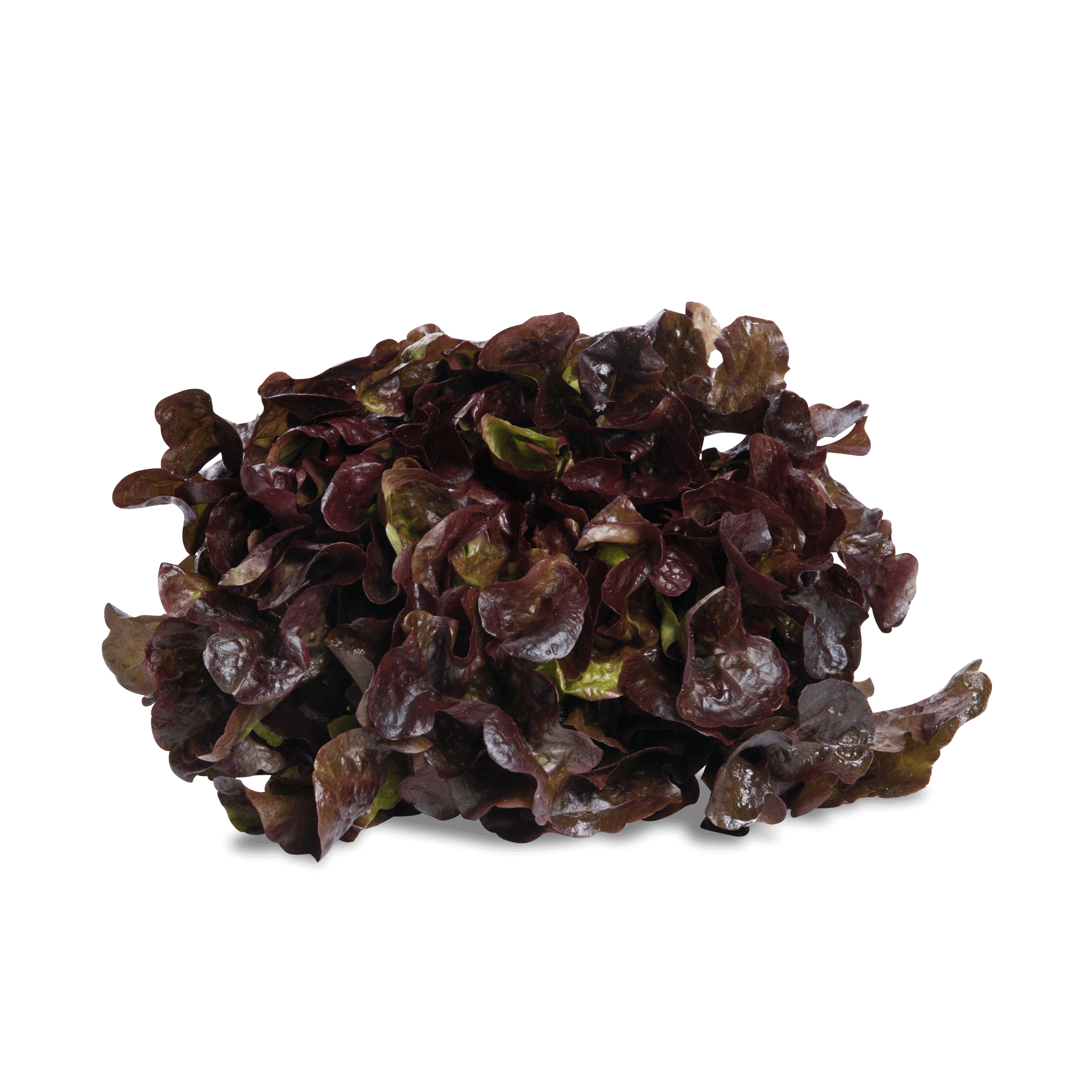 Salat 'Eichenlaub rot'