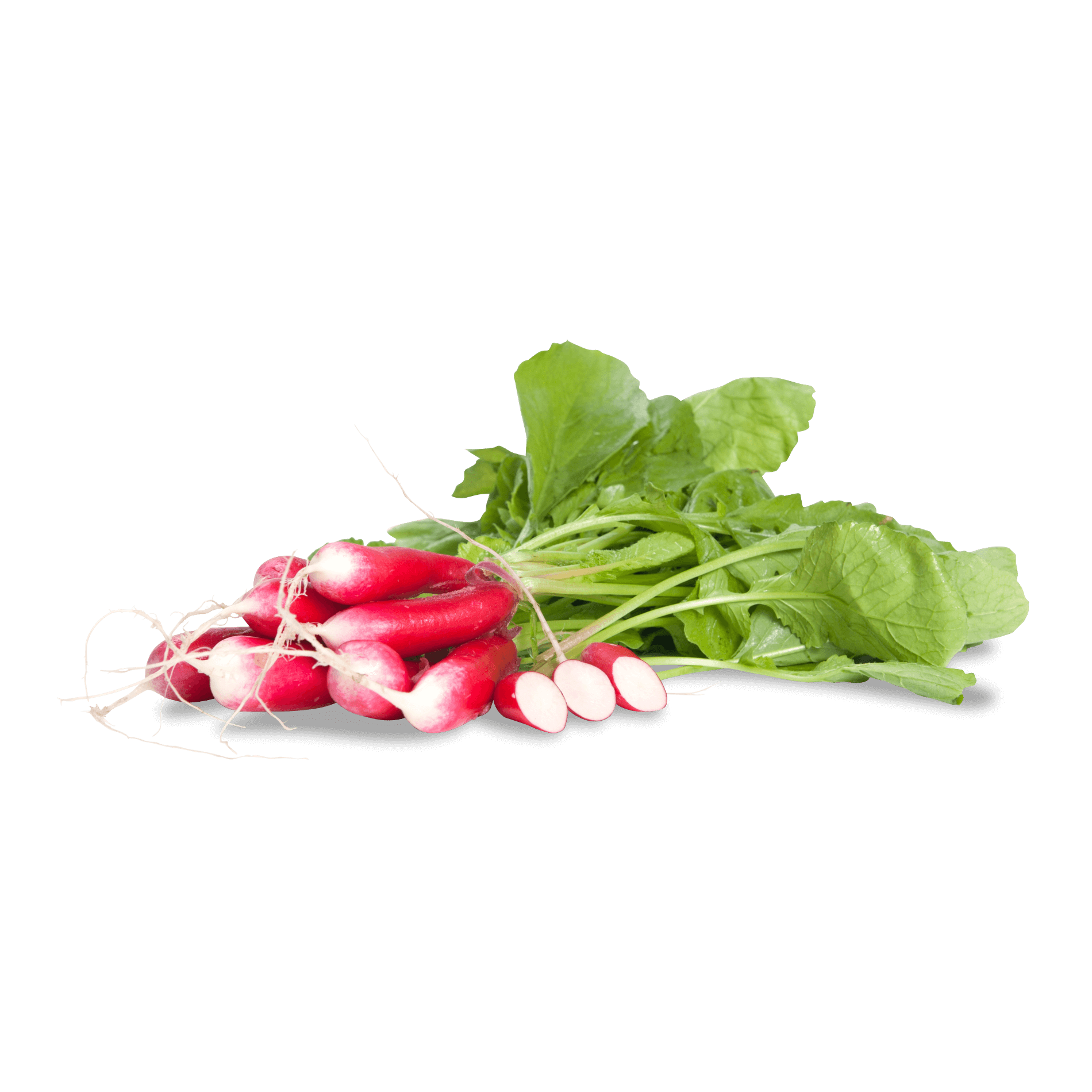 Radieschen 'rot, weiß'