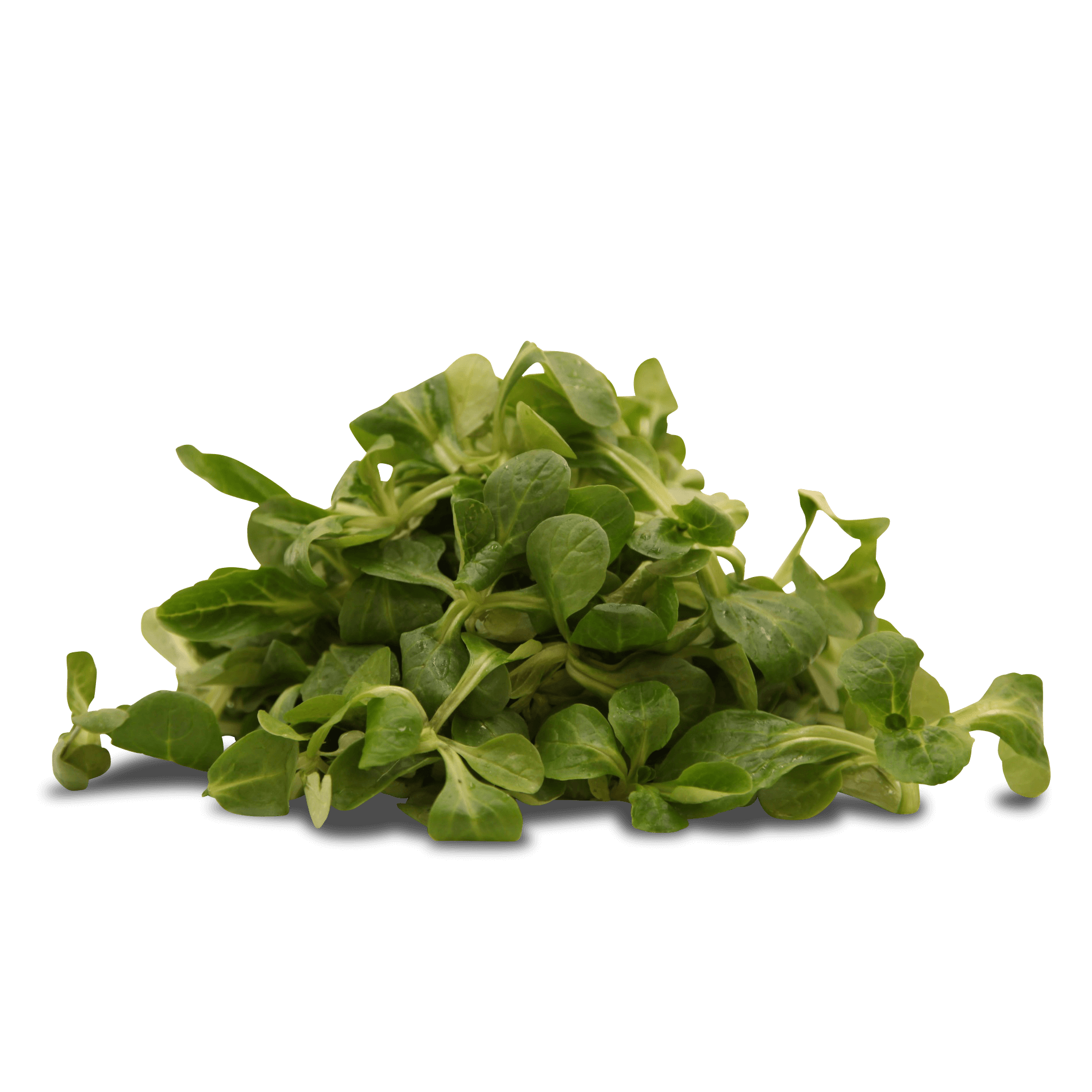 Feldsalat 'gewaschen'