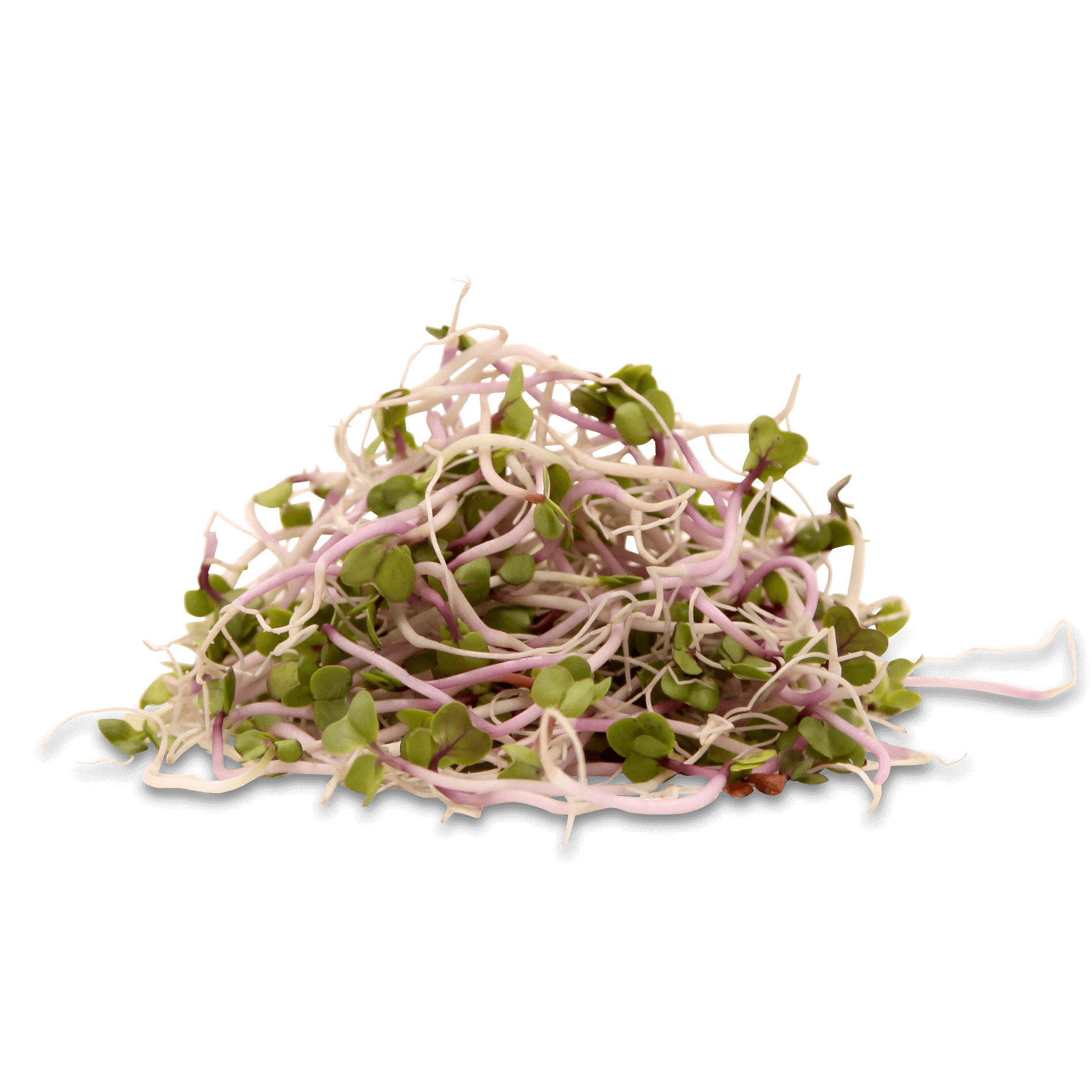 Sprossen 'China Rose'