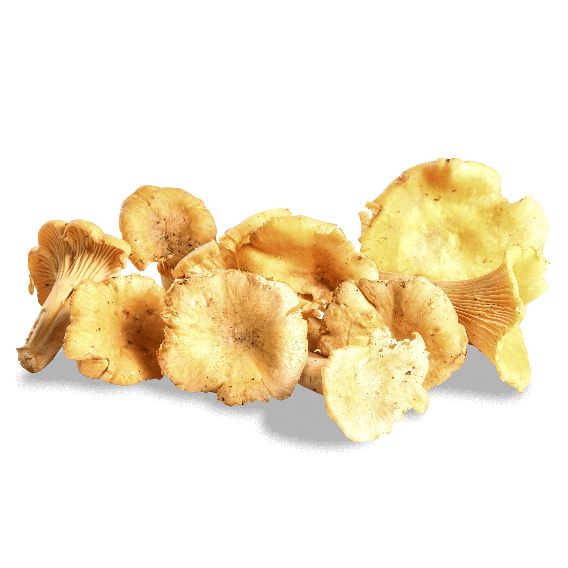 Pilze 'Pfifferlinge', mittel