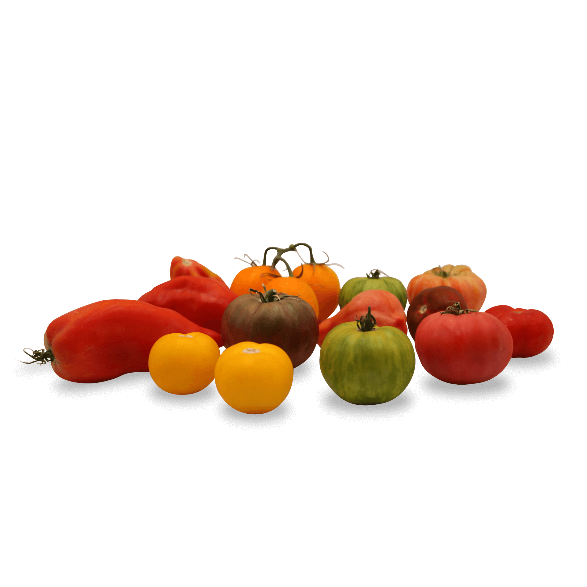Tomaten-Mix 'Inca'