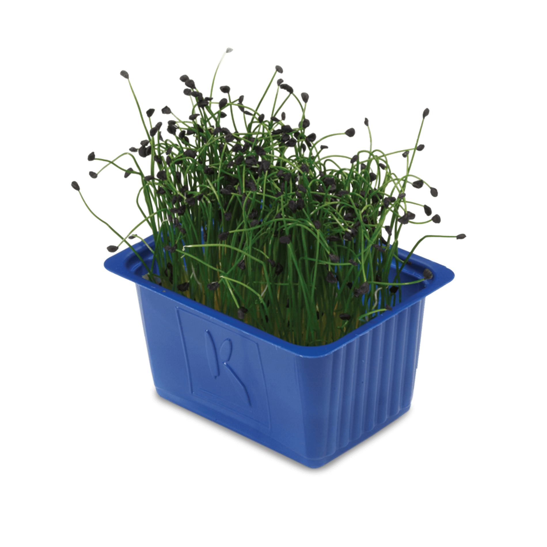 Kresse 'Rock Chives'