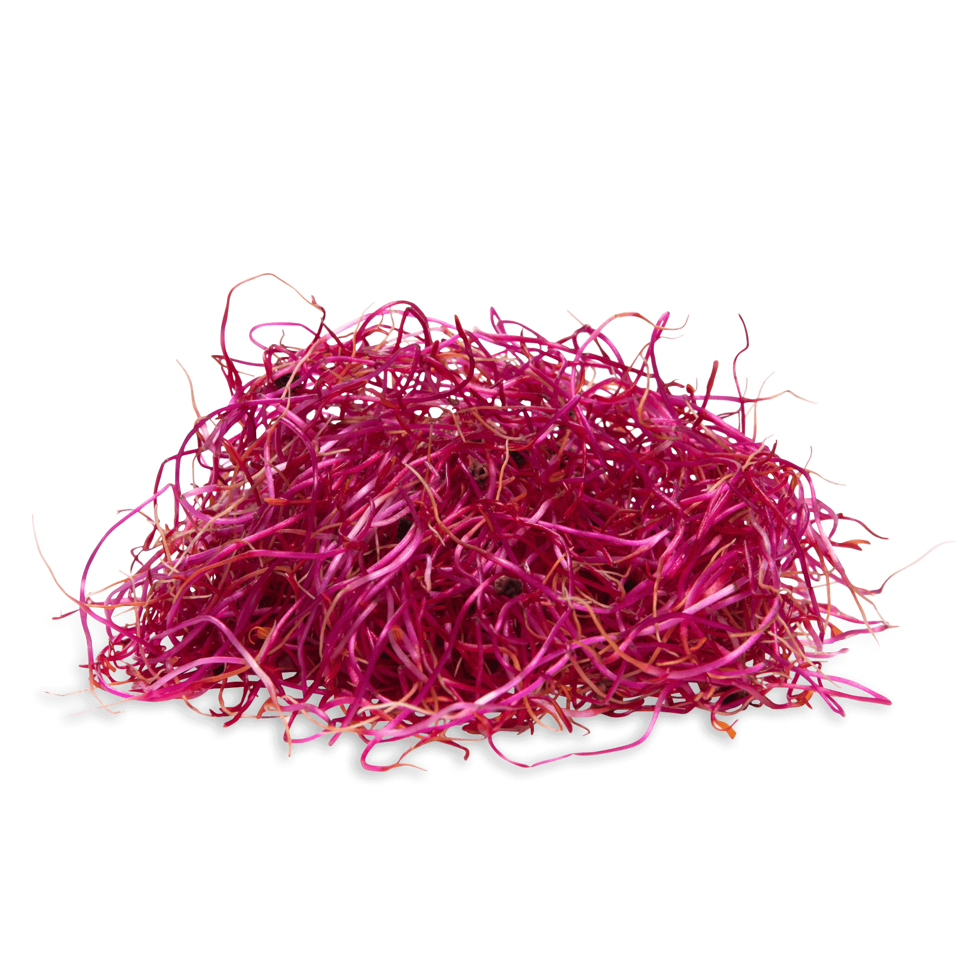 Sprossen 'Rote Bete'