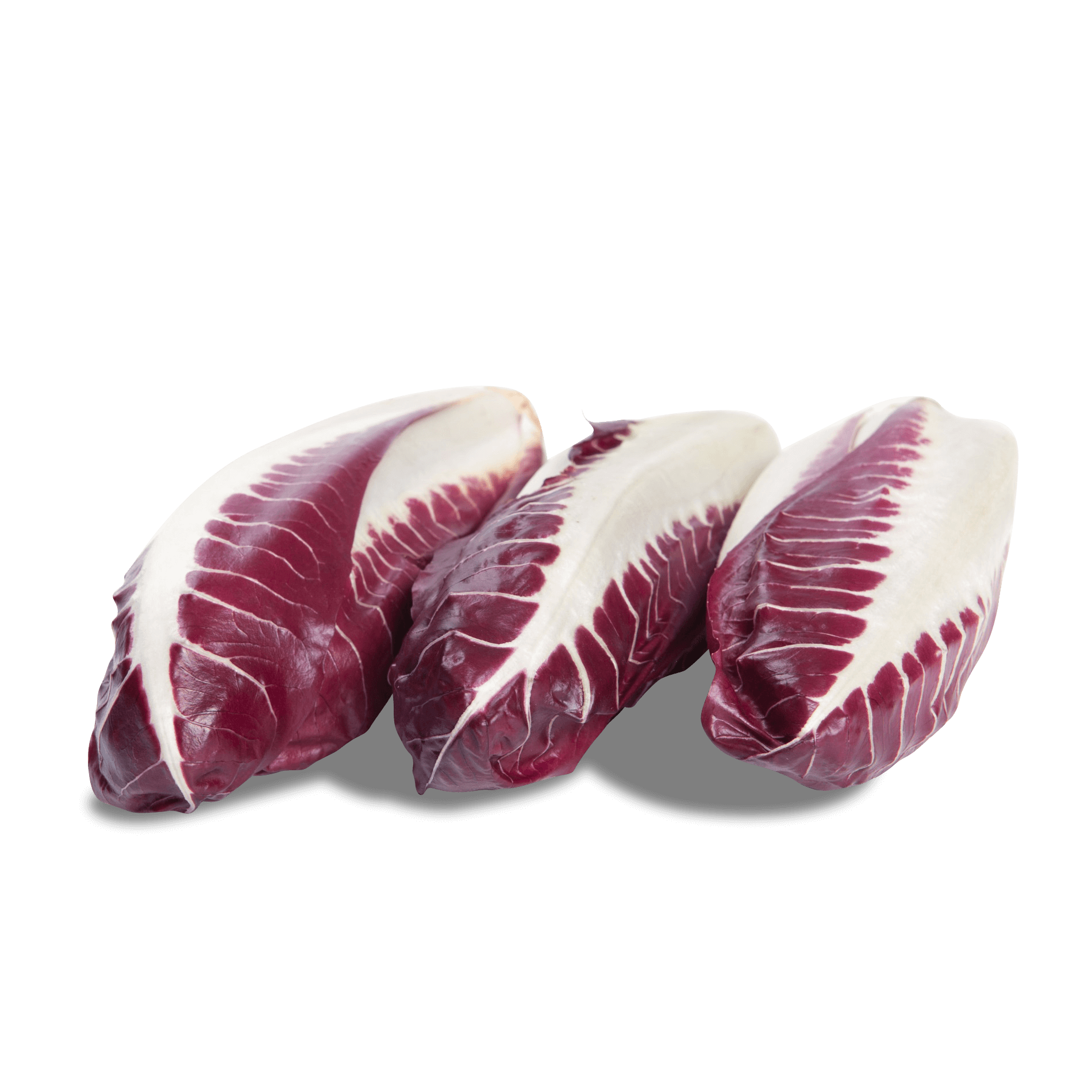 Radicchio 'Trevisano'